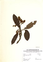 藏品(山枇杷)的圖片